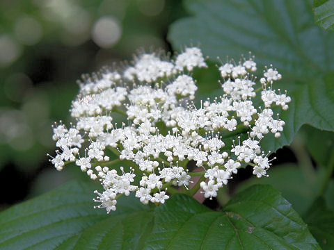 Viburnum dilatatum