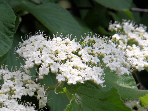 Viburnum dilatatum