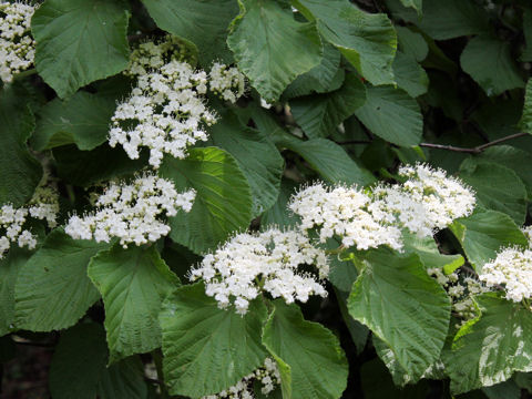 Viburnum dilatatum