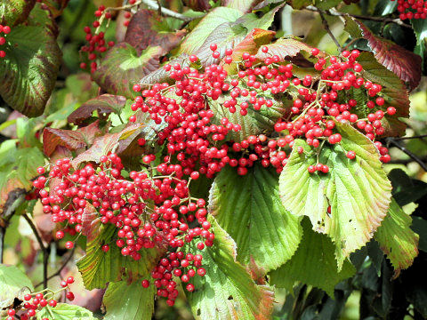 Viburnum dilatatum