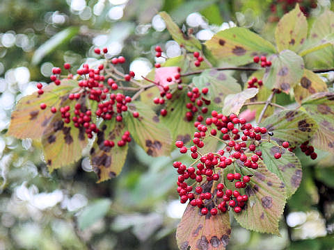 Viburnum dilatatum