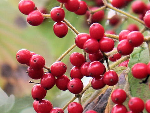 Viburnum dilatatum