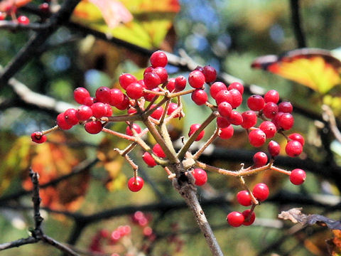 Viburnum dilatatum