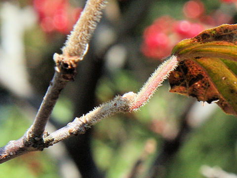 Viburnum dilatatum