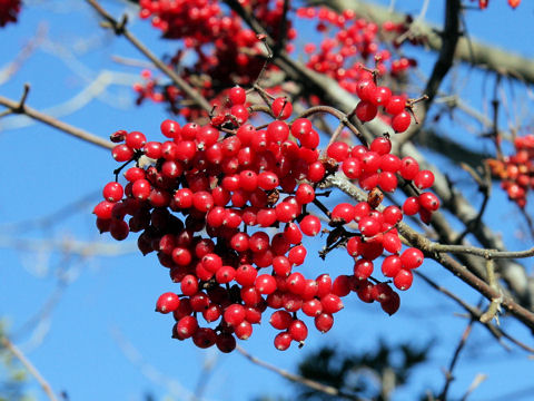 Viburnum dilatatum