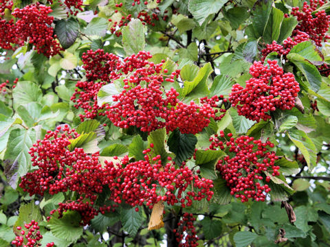 Viburnum dilatatum