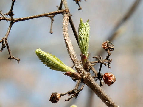 Viburnum dilatatum