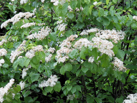 Viburnum dilatatum