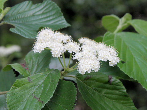 Viburnum dilatatum