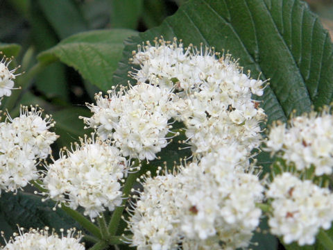 Viburnum dilatatum