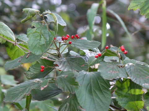 Viburnum dilatatum