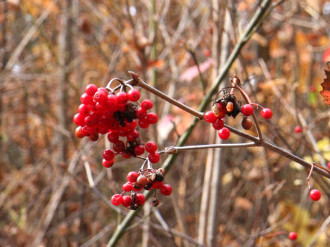 Viburnum dilatatum