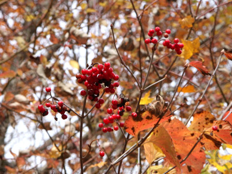 Viburnum dilatatum