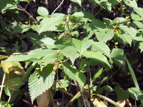 Viburnum dilatatum