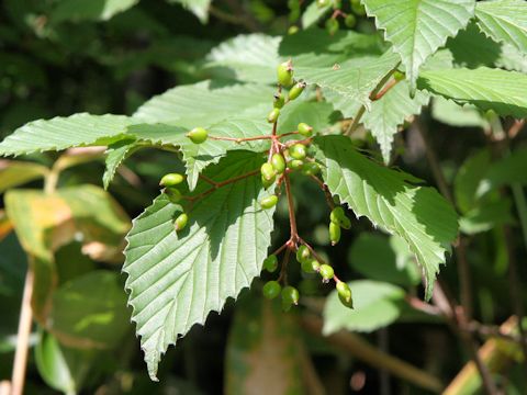 Viburnum dilatatum