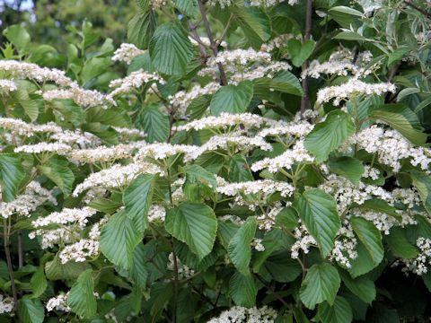 Viburnum dilatatum