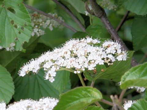 Viburnum dilatatum