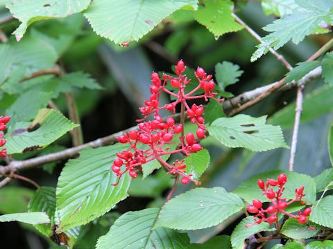 Viburnum dilatatum