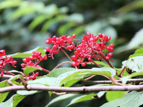 Viburnum dilatatum