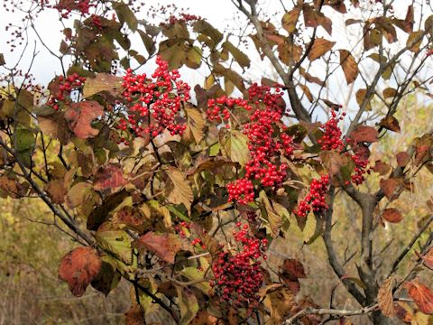 Viburnum dilatatum