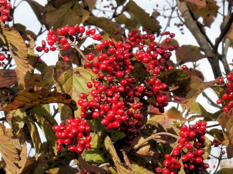 Viburnum dilatatum