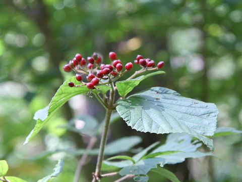 Viburnum dilatatum