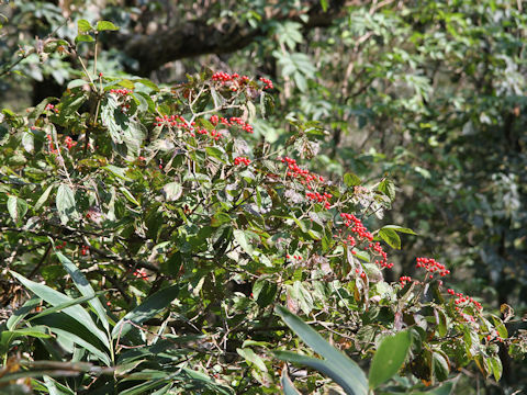 Viburnum dilatatum