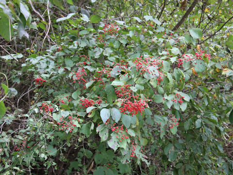 Viburnum dilatatum