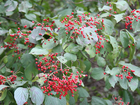 Viburnum dilatatum