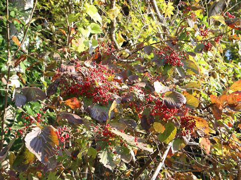 Viburnum dilatatum