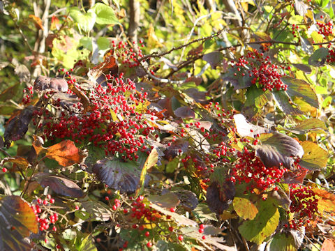 Viburnum dilatatum