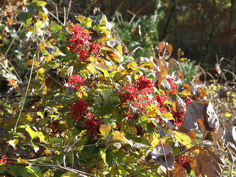 Viburnum dilatatum