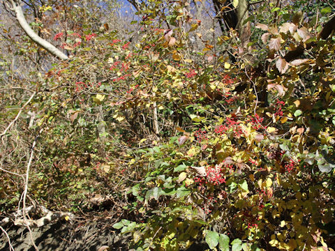 Viburnum dilatatum