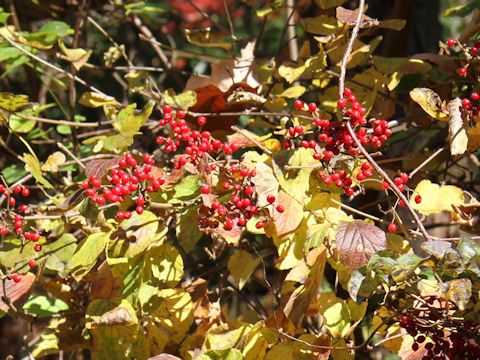 Viburnum dilatatum