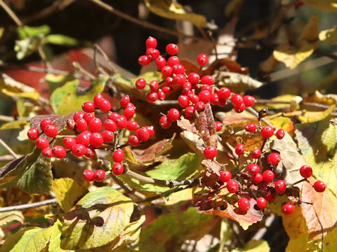 Viburnum dilatatum