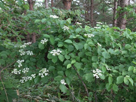 Viburnum dilatatum