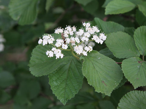 Viburnum dilatatum