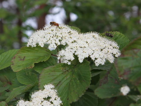 Viburnum dilatatum