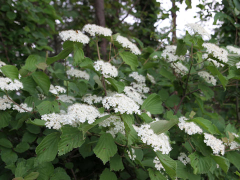 Viburnum dilatatum