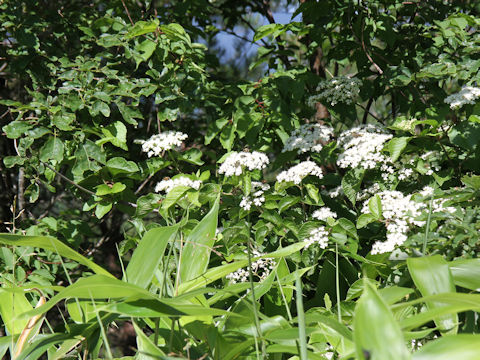 Viburnum dilatatum