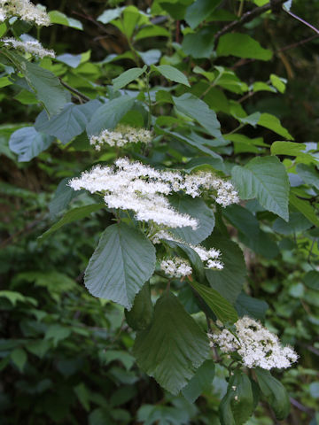 Viburnum dilatatum