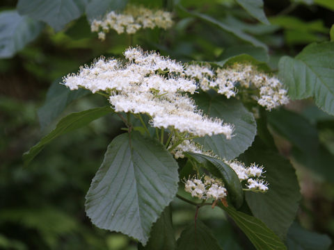 Viburnum dilatatum