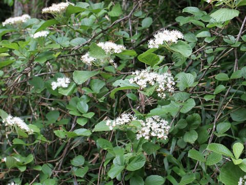 Viburnum dilatatum