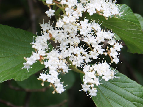 Viburnum dilatatum