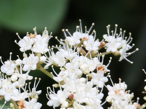 Viburnum dilatatum