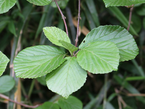 Viburnum dilatatum