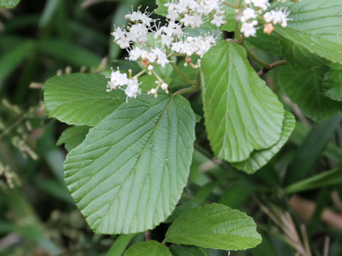 Viburnum dilatatum