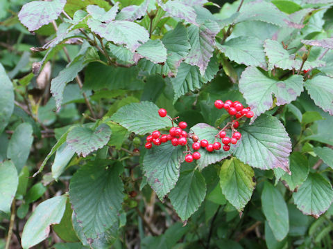 Viburnum dilatatum