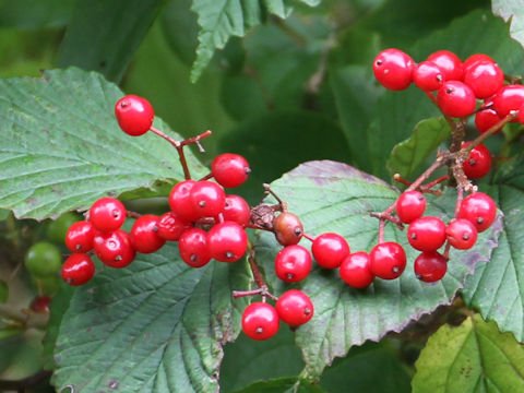 Viburnum dilatatum