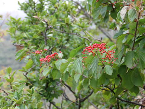 Viburnum dilatatum